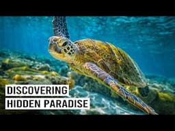 Diving In Paradise: Exploring the Great Barrier Reef’s Rich Marine Life