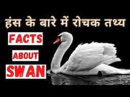 हंस के बारे में रोचक जानकारी | Top 20 Interesting Facts about Swan | In Hindi