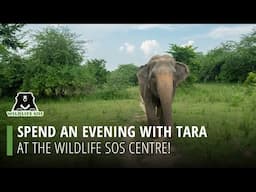 Spend An Evening With Tara At The Wildlife SOS Centre!