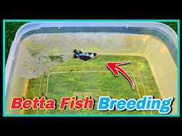 How to Breed Betta Fish Step by Step 🤩 || Online Buyed Betta Fish Breeding Tutorial at Home