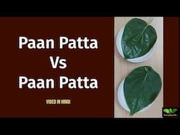 Paan Patta Vs Paan Patta | Bangla Paan Vs Meetha Paan | betel leaf | पान | Everyday Life # 350