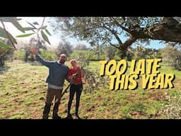 Bonus Video - Olive harvest on the homestead farm - LATE???