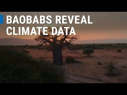 Baobab Trees Can Help Predict Climate Change