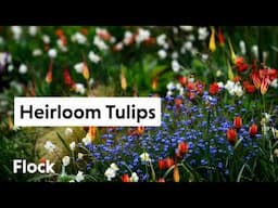 Rare, HEIRLOOM TULIP Varieties — Ep. 284