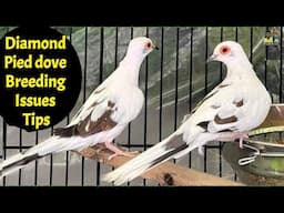 Diamond pied dove breeding issues tips | pied dove breeding progress effected | dove bird | birds