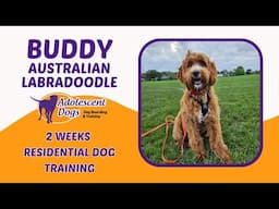 Buddy the Australian Labradoodle | 2 Weeks Residential Dog Training