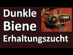 Erhaltung Dunkle Biene: Neuer Internationaler Bund zum Erhalt der Apis mellifera mellifera SICAMM