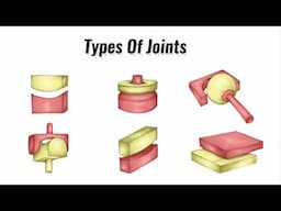 Types Of Joints in the Human Body - GCSE PE