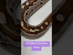 Blood Pythons Available Now #coldbloodcreations #bloodpython #morphmarket