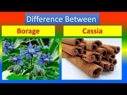 Differences Between Medical And Health Benefits Of Borage  and Cassia