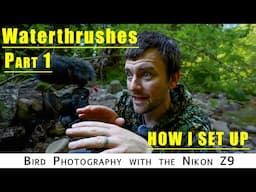 Photographing Waterthrush Part 1: How I Set Up for the Shot With Tips for success | Nikon Z9