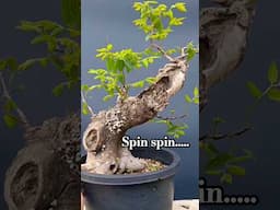 Bonsai spin spin! #bonsaitree #bonsai #nature #garden #funk