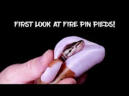 First Look at New Fire Pinstripe Pied Hatchlings!