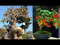 10 cây ăn quả làm bonsai cho nông dân sân thượng | 10 Bonsai Fruit Trees for Rooftop Farmers