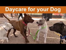 Dog TV Daycare #29