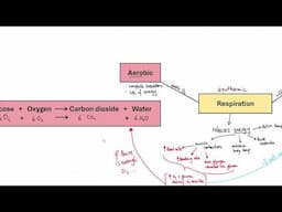 GCSE Biology - B9 Respiration OVERVIEW