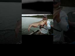 Monster Muskie Madness At Lac Seul | Anglingedge |