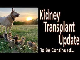 Kidney Transplant Update (good and bad)