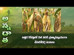 Alternate crops to rabi paddy for North coastal A.P | ETV