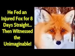 A Wounded Fox Returns a Life-Changing Favor – You Need to See This!