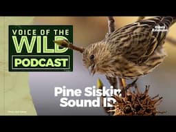 Episode 31: Pine Siskin – Voice of the Wild