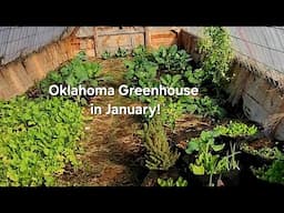 Oklahoma Greenhouse in January!