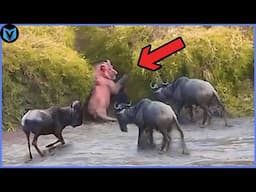 When Lion Messed With The Wrong Animal!