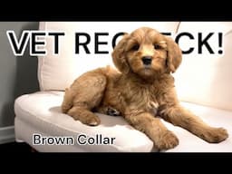 Taking A Puppy Back To The Vet To Get His Heart Cleared | Brown Collar | JoeyXKevin