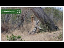 4K Wildlife Uninterrupted Magic | Nweti Male Leopard on a Mission