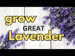 grow GREAT Lavender!  Propagation for seed or cutting, growing conditions and flowering / Garden