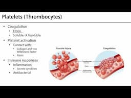 Thrombocytes