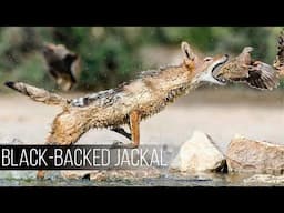 BLACK-BACKED JACKAL: The most arrogant and resourceful Dog in Africa!