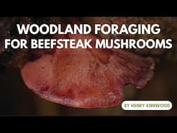 Woodland Foraging for Beefsteak Mushrooms