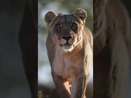 Lioness eyes locked on target #wildlife #animals