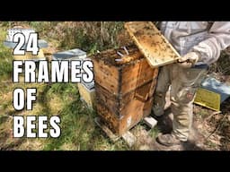 It’s a Beautiful Thing! | Thoroughly Inspecting a Massive Beehive | Like Never Before Seen!