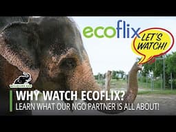 Why Watch Ecoflix? Learn What Our Partner Is All About!