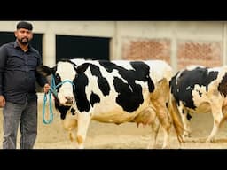 Top quality new stock available at limited prices || Mannat Dairy Farm