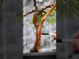 How To Apply Lime Sulphur to Your Bonsai Trees 🖌️