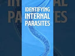 Identifying Internal Parasites | Parasites in fish  [Coffee with Flip] ☕ Aquarium Podcast