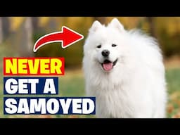 10 REASONS Why You Should NOT Get a Samoyed