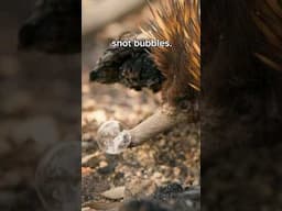 Snot Bubbles #echidnas