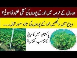 Agarwood business || Agarwood farming in Pakistan || Why Agarwood Is So Expensive || Javed Kamyana