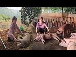 A pig died of unknown cause. African swine fever is at risk of returning to my farm. ( Ep 116 )