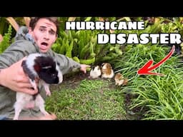 SOMEONE DUMPED THESE ANIMALS DURING HURRICANE MILTON !