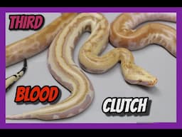 T- Albino Goldeneye x Mega Matrix Het T- Albino Blood Python Clutch!