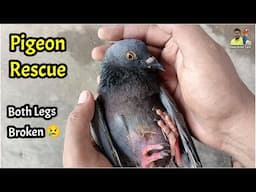 Birds care tips | Wild penguin rescue