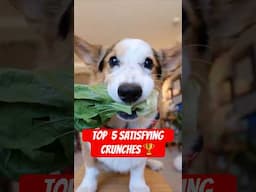 Ranking my Corgi’s Top 5 ASMR Crunches 🏆