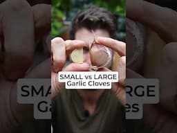 I TESTED growing Small Garlic Cloves vs Large Garlic Cloves - Here's what happened.