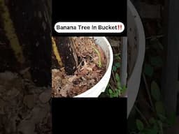 Banana Tree In Bucket‼️