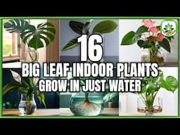 16 Big Leaf Indoor Plants to grow in Just Water | Indoor Plants in Just Water | Plant and Planting